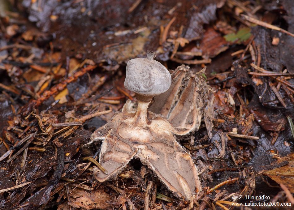 hvězdovka límečková, Geastrum striatum (Houby, Fungi)